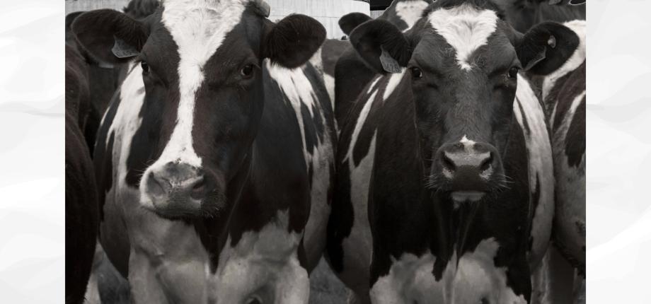 Comment la subvention du biogaz peut-elle être maintenue malgré l'effet rebond ?