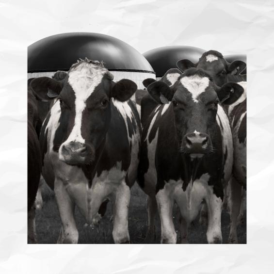 How can the biogas subsidy be used despite the rebound effect?